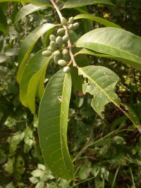 Forestiera sp. A (Oleaceae)